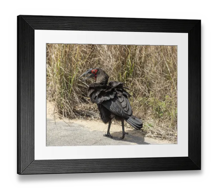 Framed Print : Southern Ground Hornbill (Bucorvus Leadbeateri) in Kruger National Park Framed Print : Southern Ground Hornbill (Bucorvus Leadbeateri) in Kruger National Park