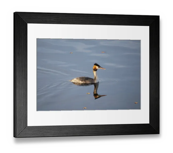 Framed Print : Great crested grebe eating a fish in the wetland Haff Reimech in Luxembourg