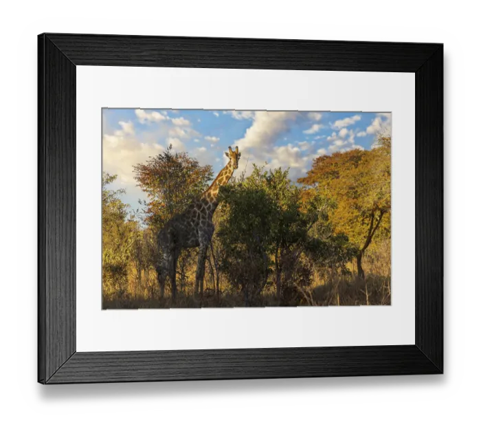 Framed Print : Giraffe in Hwange National Park