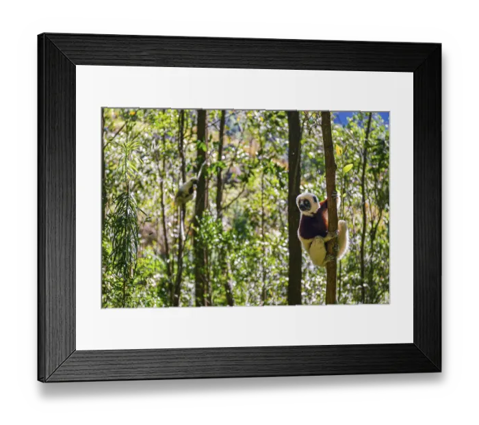 Framed Print : The Coquerel Sifaka in its natural environment in a national park on the island of Madagascar