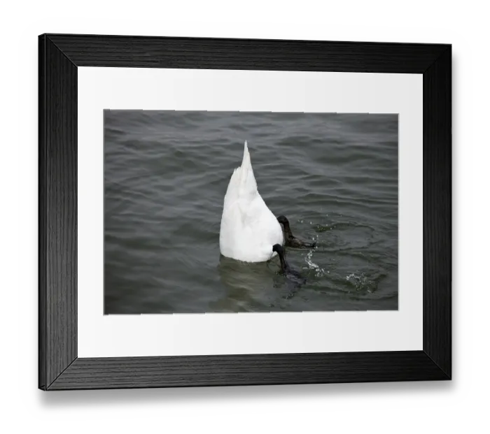 Framed Print : White swan at the bottom Framed Print : White swan at the bottom