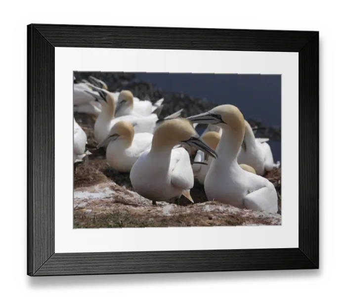 Framed Print : Booby Framed Print : Booby