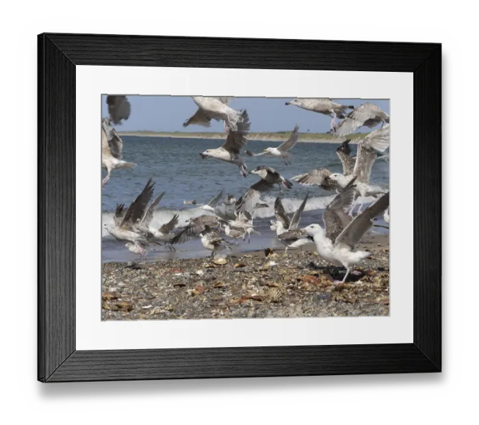 Framed Print : Seagulls