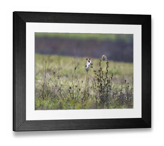 Framed Print : European goldfinch on the twig Framed Print : European goldfinch on the twig