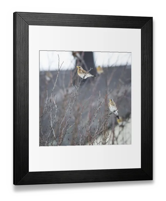 Framed Print : Winter colorful bird in apple tree Framed Print : Winter colorful bird in apple tree