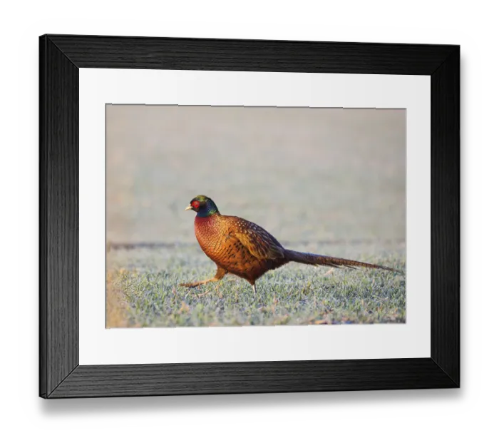Framed Print : Common pheasant Phasianus colchius Ring-necked pheasant in natural habitat