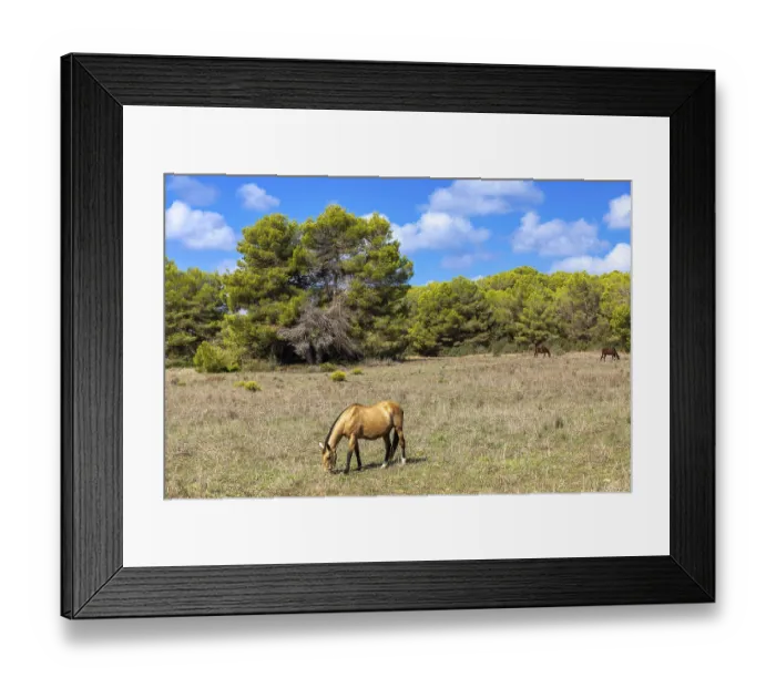 Framed Print : Pines and horses in the Punta de n'Amer nature reserve near Sa Coma