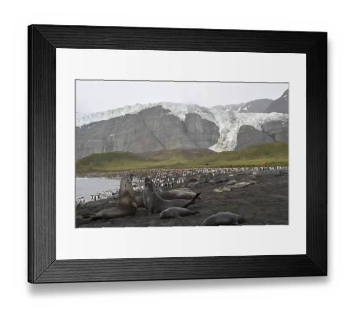 Framed Print : Elephant seals, Gold Harbour, South Georgia