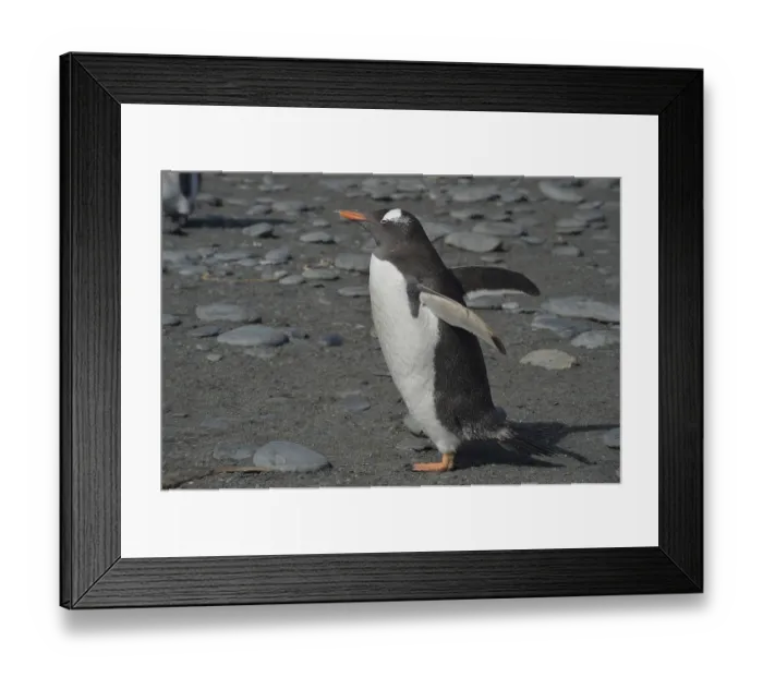 Framed Print : South Georgia Framed Print : South Georgia