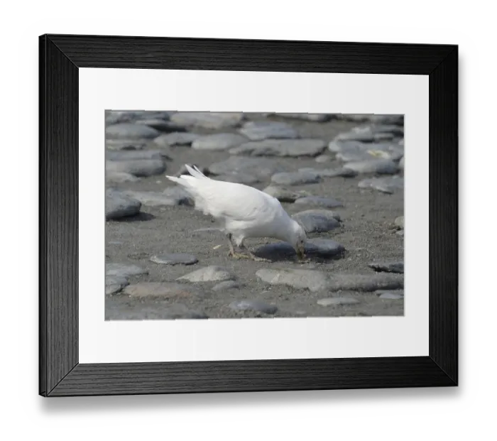 Framed Print : South Georgia Framed Print : South Georgia