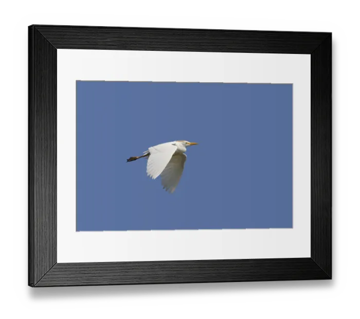 Framed Print : Cattle egret (Bubulcus ibis)