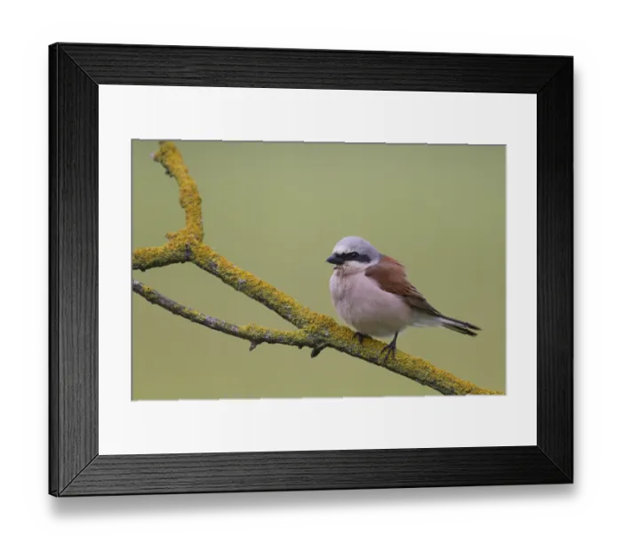 Framed Print : Red-backed shrike (Lanius collurio)