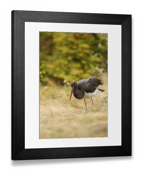 Framed Print : Black stork, Ciconia nigra, black stork