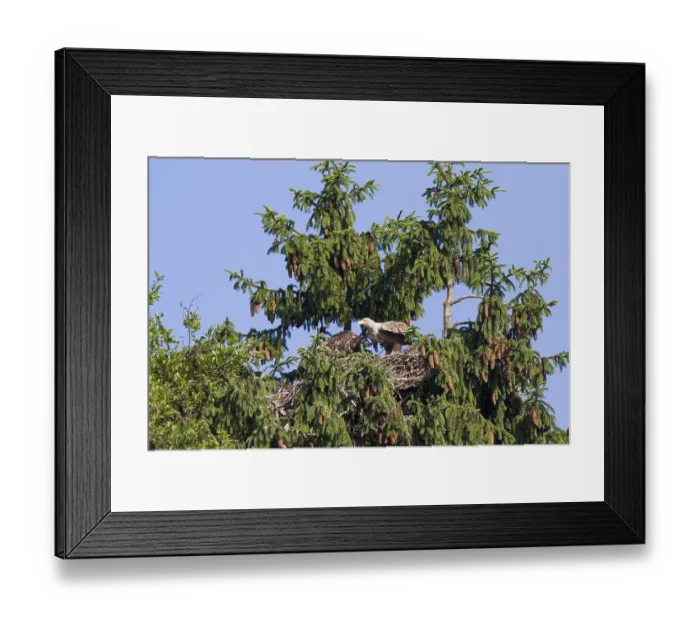 Framed Print : Seeadler, Haliaeetus albicilla, White-tailed Eagle