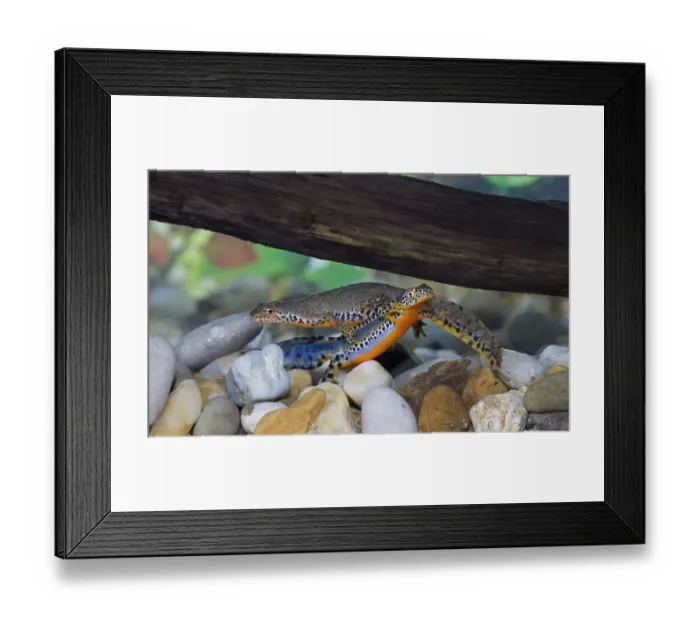 Framed Print : Alpine newt, Triturus alpestris