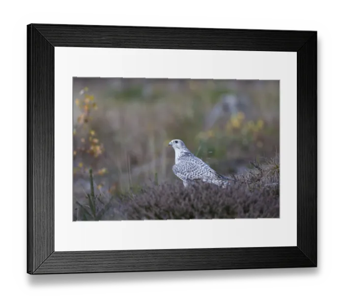 Framed Print : Gerfalke, Falco rusticolus, Gyrfalcon