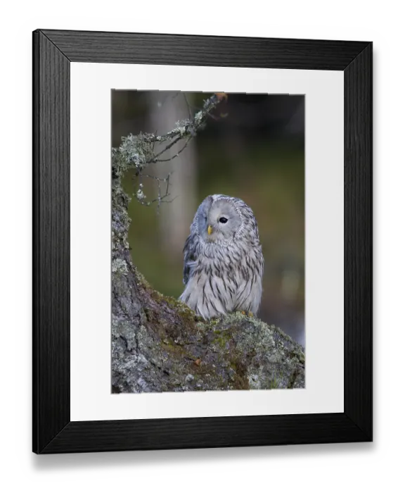 Framed Print : Ural owl, Strix uralensis, Ural owl