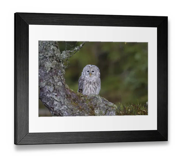 Framed Print : Ural owl, Strix uralensis, Ural owl Framed Print : Ural owl, Strix uralensis, Ural owl