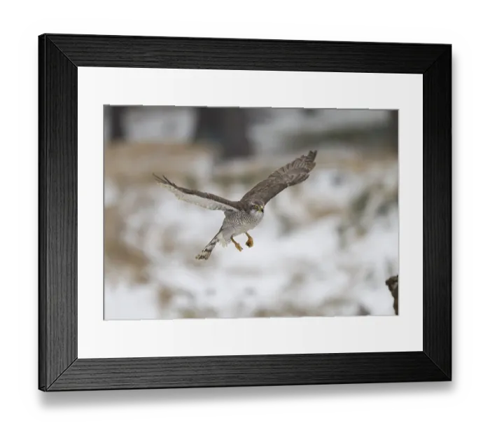 Framed Print : Habicht, Accipiter gentilis, northern goshawk