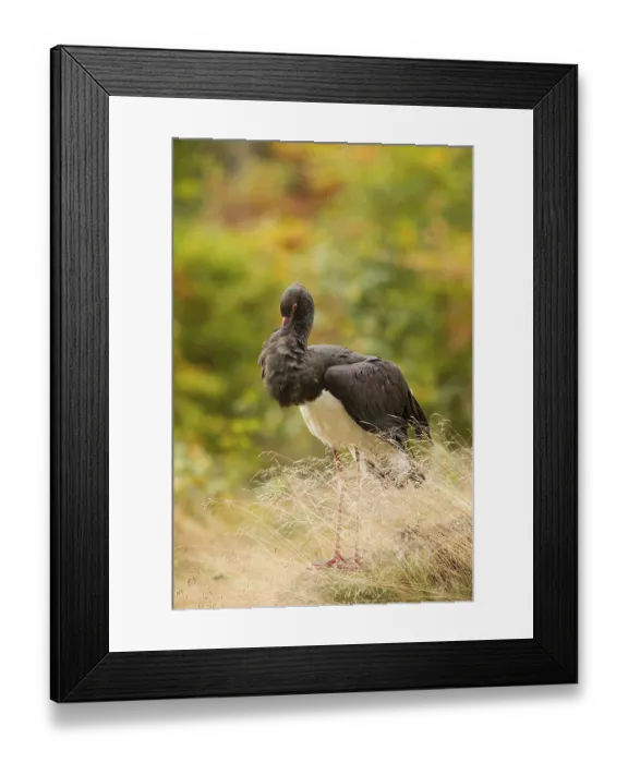 Framed Print : Black stork, Ciconia nigra, black stork