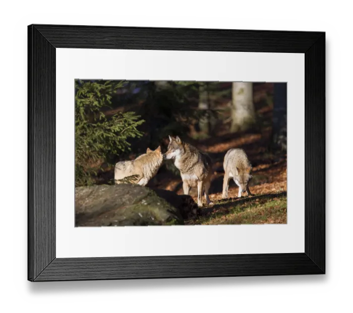 Framed Print : Wolf, Canis lupus, gray wolf Framed Print : Wolf, Canis lupus, gray wolf