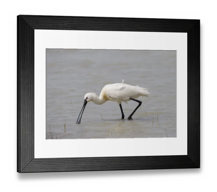 Framed Print : Loeffler, Platalea leucorodia, Eurasian Spoonbill Framed Print : Loeffler, Platalea leucorodia, Eurasian Spoonbill