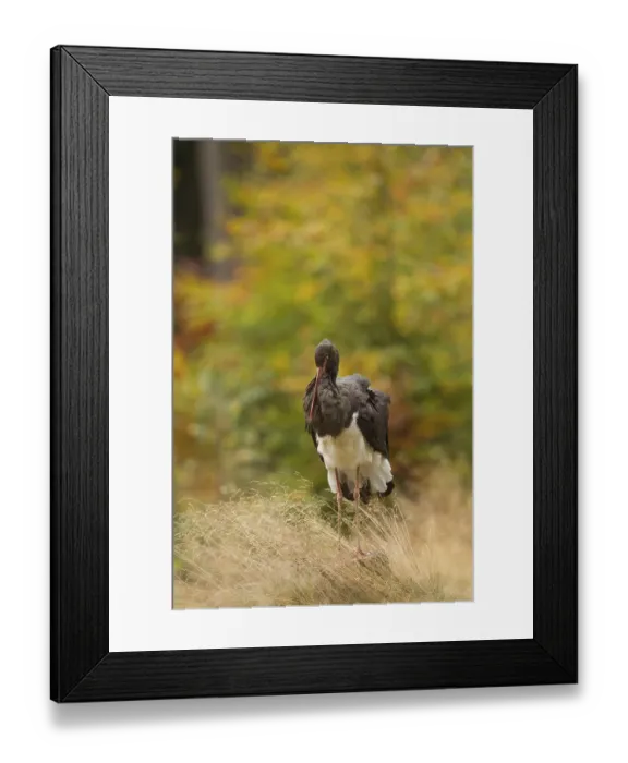 Framed Print : Black stork, Ciconia nigra, black stork
