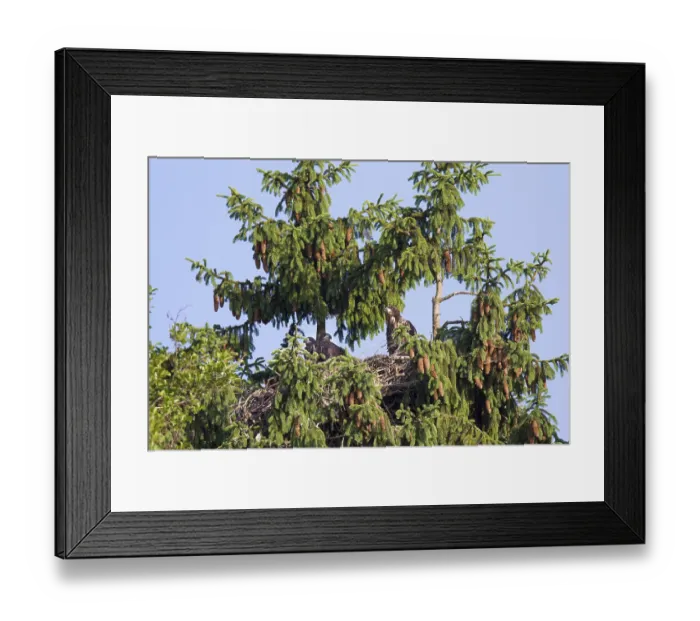 Framed Print : Seeadler, Haliaeetus albicilla, White-tailed Eagle Framed Print : Seeadler, Haliaeetus albicilla, White-tailed Eagle