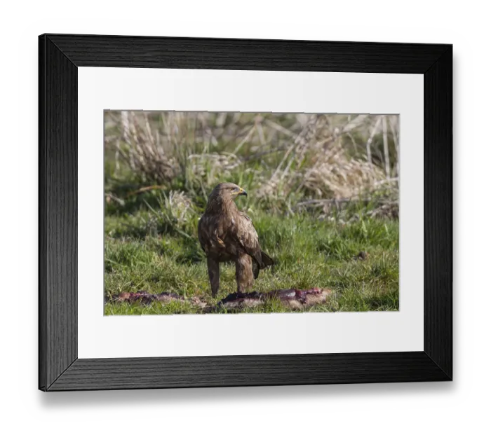 Framed Print : Lesser spotted eagle, Aquila pomarina