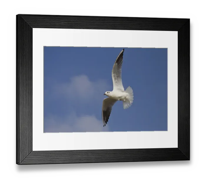 Framed Print : Black-headed gull, Chroicocephalus ridibundus
