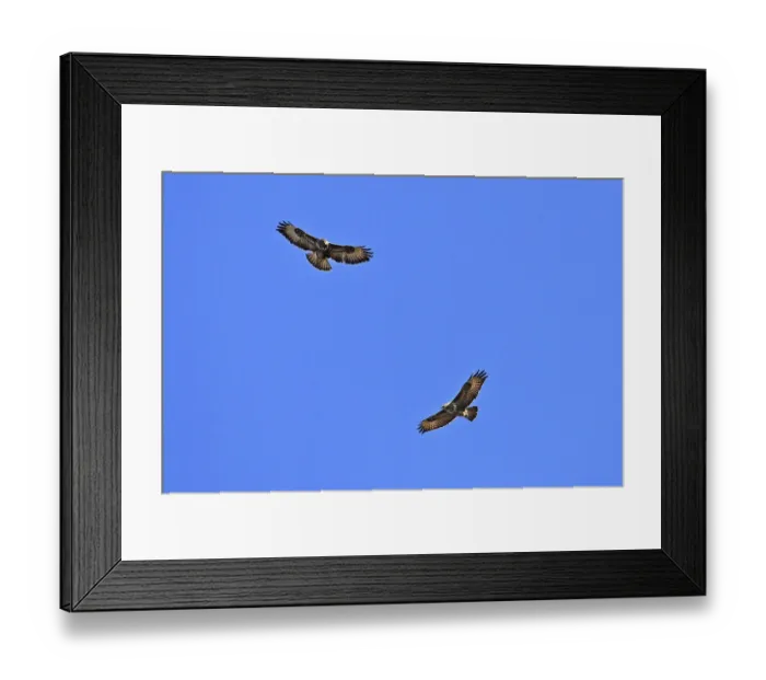 Framed Print : Buzzard, Buteo buteo, Common Buzzard Framed Print : Buzzard, Buteo buteo, Common Buzzard