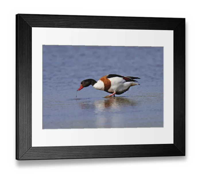 Framed Print : Brandgans, Tadorna tadorna, common shelduck