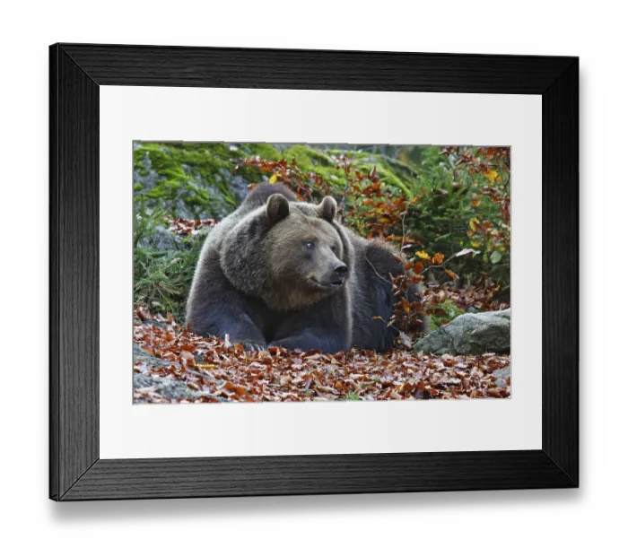 Framed Print : Brown bear, Ursus arctos