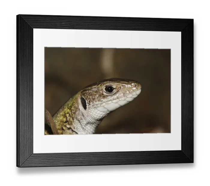 Framed Print : Green lizard, Lacerta viridis, European green lizard