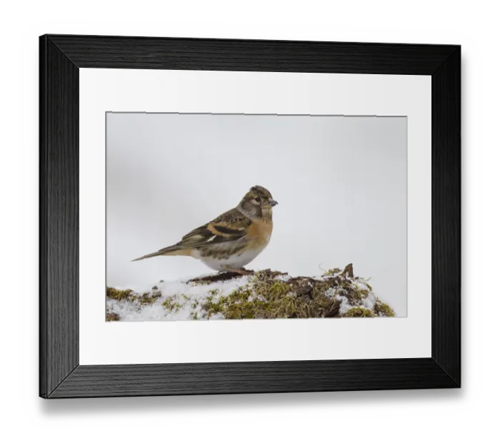 Framed Print : Mountain Finch, Fringilla montifringilla Framed Print : Mountain Finch, Fringilla montifringilla