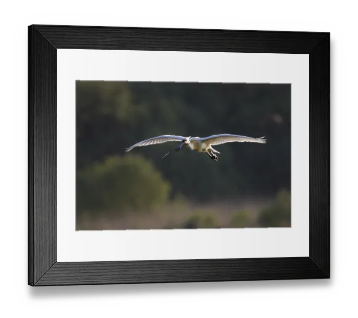 Framed Print : Loeffler, Platalea leucorodia, Eurasian spoonbill