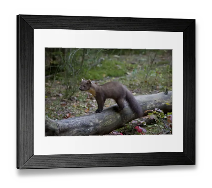 Framed Print : Pine marten, Martes martes, European pine marten Framed Print : Pine marten, Martes martes, European pine marten