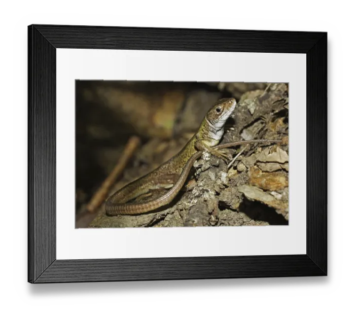 Framed Print : Green lizard, Lacerta viridis, European green lizard