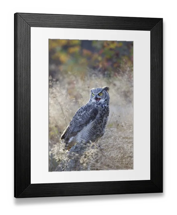 Framed Print : Virginia-Uhu, Bubo virginianus, Great Horned Owl Framed Print : Virginia-Uhu, Bubo virginianus, Great Horned Owl