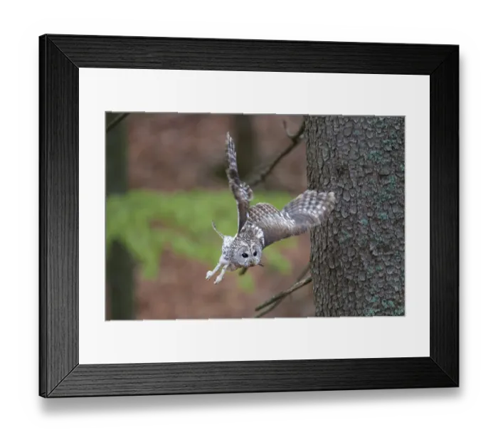 Framed Print : Tawny owl, Strix aluco, Tawny owl
