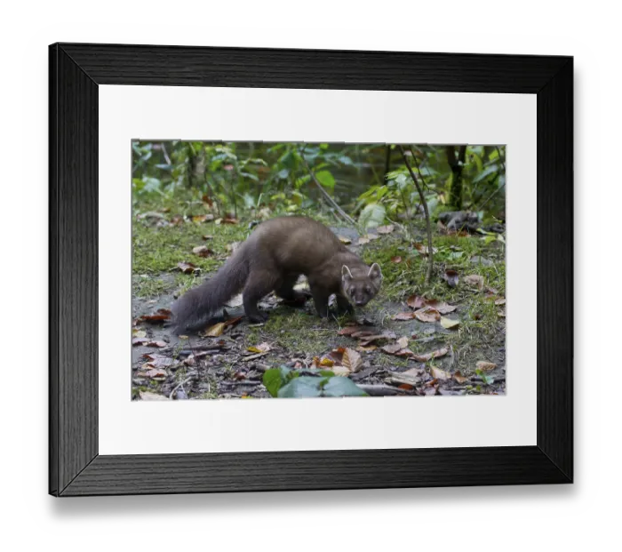 Framed Print : Pine marten, Martes martes, European pine marten Framed Print : Pine marten, Martes martes, European pine marten