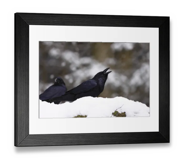 Framed Print : Common Raven, Corvus corax, Common Raven