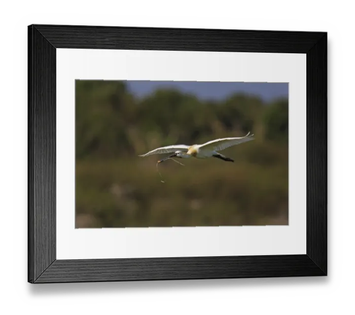 Framed Print : Loeffler, Platalea leucorodia, Eurasian spoonbill