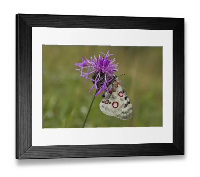 Framed Print : Apollo butterfly, Parnassius apollo, Apollo