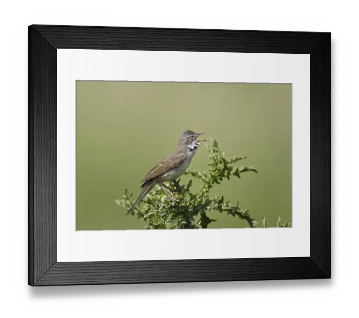 Framed Print : Dorngrasmuecke, Sylvia communis Framed Print : Dorngrasmuecke, Sylvia communis