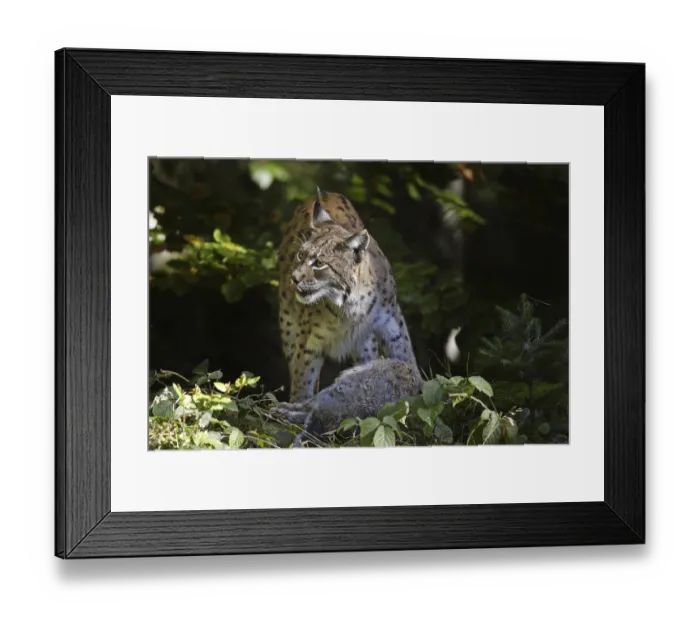Framed Print : Eurasian lynx, Lynx lynx, Eurasian lynx