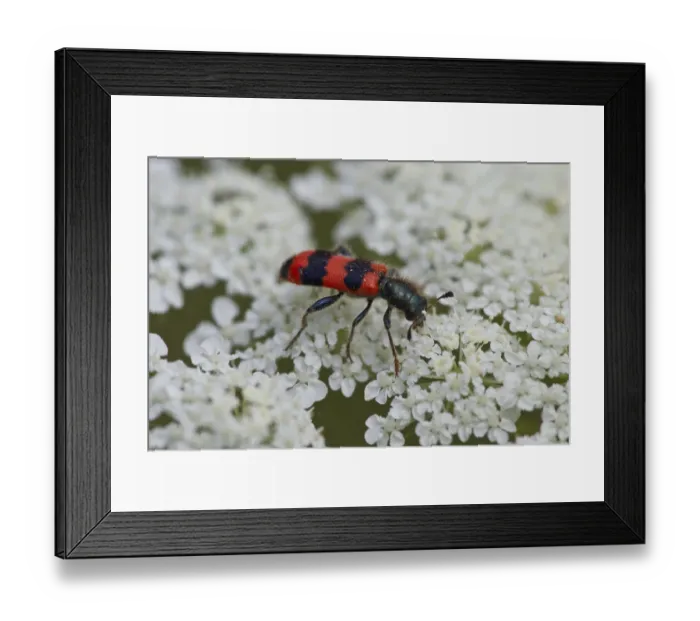 Framed Print : Bienenwolf, Trichodes apiarius, beetle
