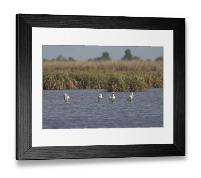 Framed Print : Loeffler, Platalea leucorodia, Eurasian spoonbill