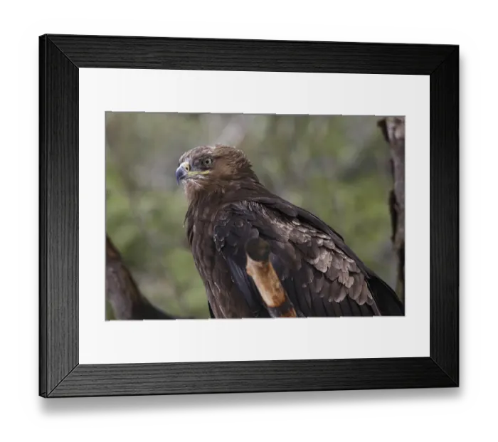 Framed Print : Lesser spotted eagle, Aquila pomarina