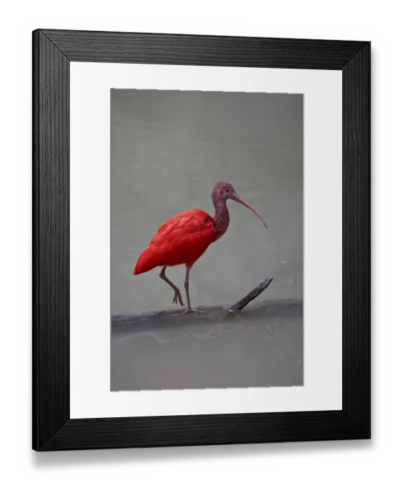 Framed Print : Red Sickler, Eudocimus ruber, scarlet ibis Framed Print : Red Sickler, Eudocimus ruber, scarlet ibis